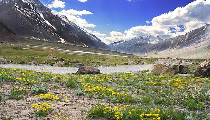 Flowers overgrowing green fields in Valley of Flowers in Kashmir, places to visit in July in India