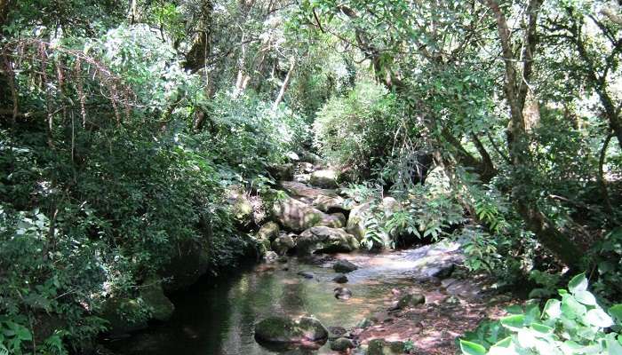 Waterfall inside the national park one of the stunning places to visit in Nelliyampathy