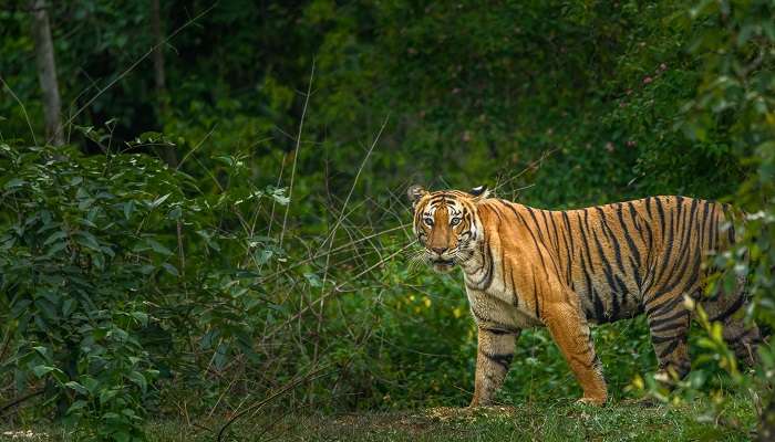 A delightful view of Bandipur National Park