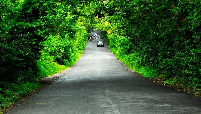 Kalpetta tea plantation from Ooty to Wayanad road trip