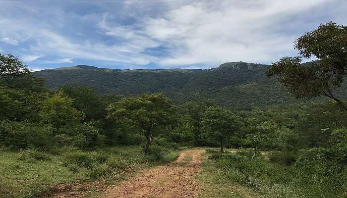 The scenic beauty of the BR Hills, Places To Visit Near Mysore Within 100 Kms