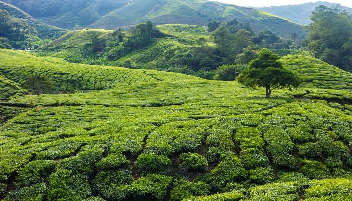 Cameron-Highlands, C’est l’une des meilleures destinations de lune de miel en Malaisie