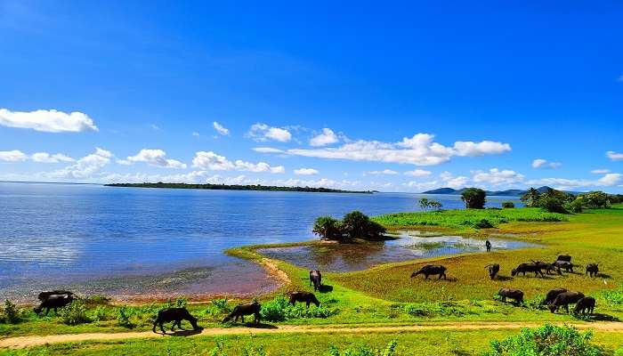 Behold the breathtaking view of Chilika Lake, while exploring offbeat places in Odisha.