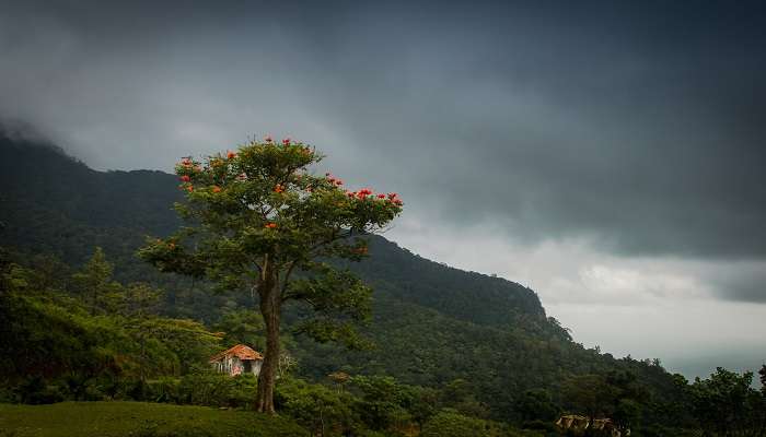 The scenic vista of Bonacaud