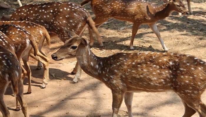 A closeup shot of a Spotted dear in the cage in the deer park reserve, places to visit near Tirupati within 200 kms