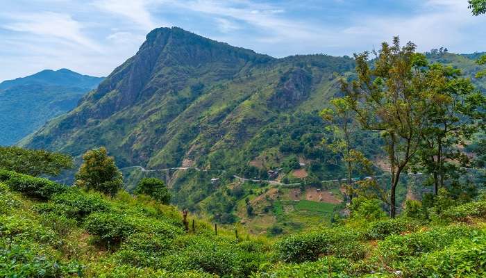 The Ella Rock offers magnificent views of tea plantations in surrounding areas