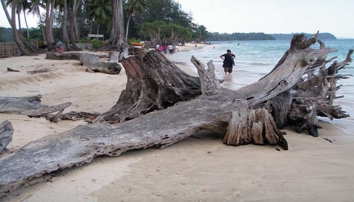 Mangroves in the Andaman and Nicobar Islands 