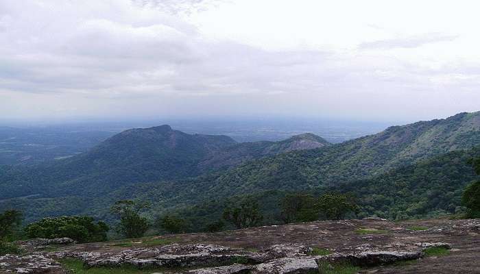 A scenic view of lush greenery