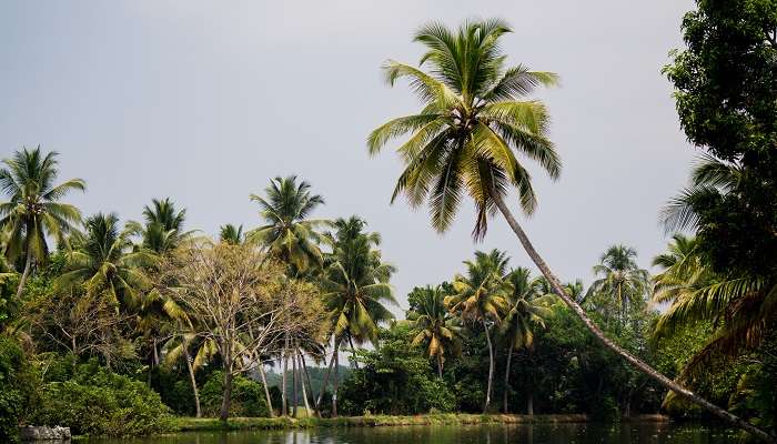 Natural Canals Making a labyrinth of Kollam Backwaters