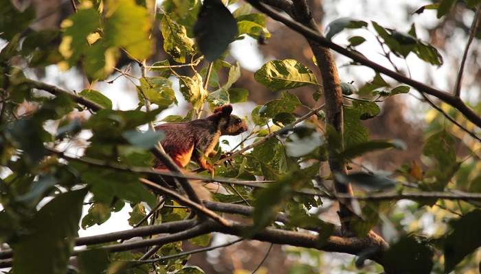 Your offbeat places in Odisha itinerary should include visiting Kuldiha Wildlife Sanctuary.