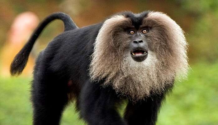 Spot Lion-tailed Macaque in wildlife sanctuary
