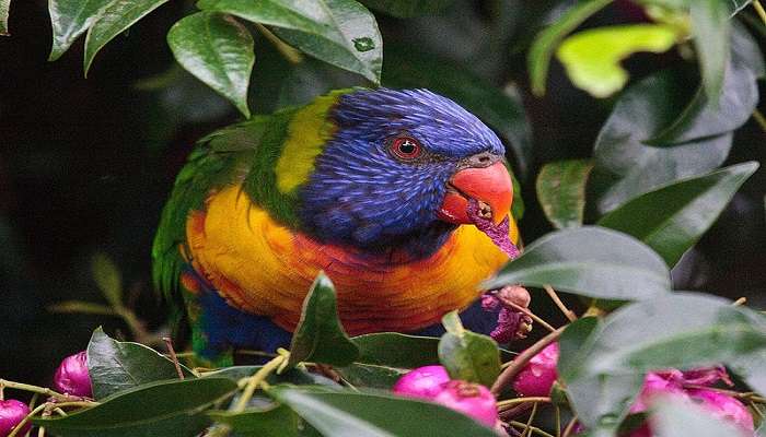 Feed the Lorikeet while visiting Currumbin Wildlife Sanctuary