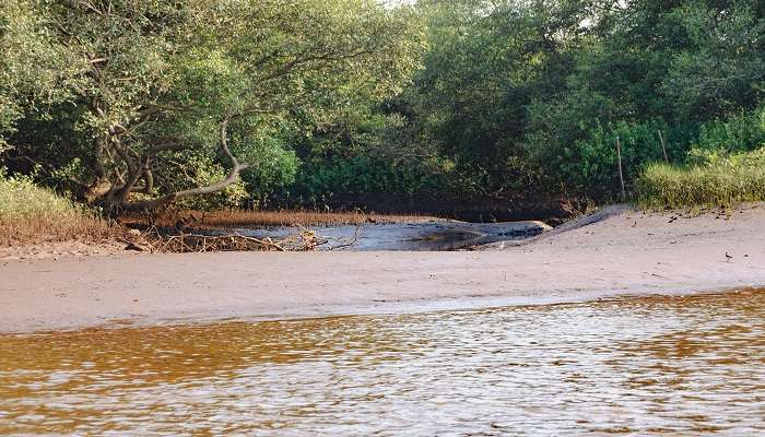 Mangrove tunnels in Salim Ali Bird Sanctuary in Goa.