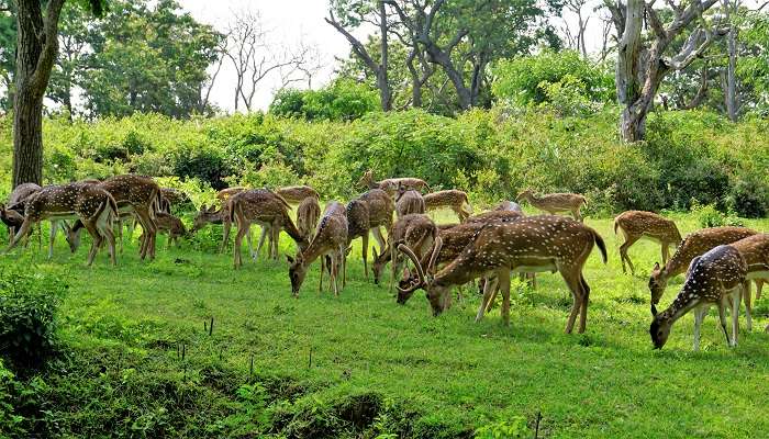 A gorgeous view of Mudumalai National Park