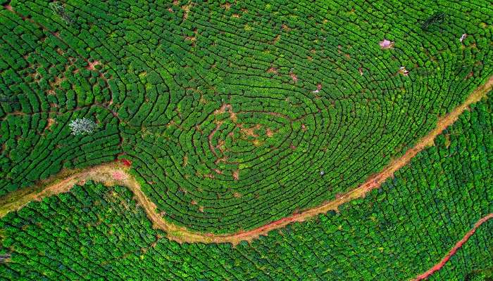 The scenic view of Munnar tea plantations.