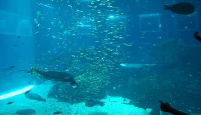 Parc de la vie marine, C’est l’une des meilleurs endroits à visiter à Singapour pour une lune de miel