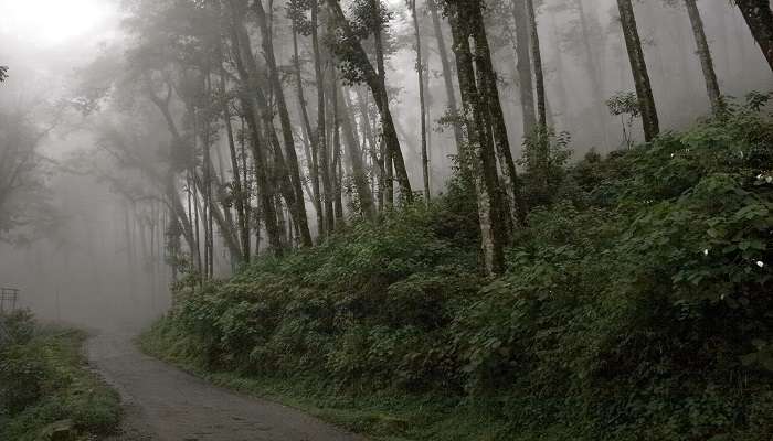 Discover scenic views and historical Buddhist monasteries at Pedong, while trekking near Kolkata.