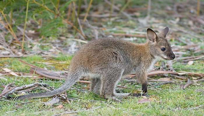 Get to know how to protect Wildlife in Currumbin Wildlife Sanctuary