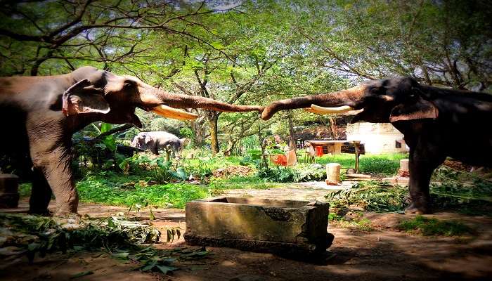  Two elephants together in Punnathur Elephant Sanctuary