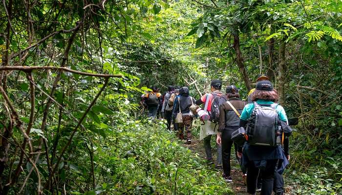 Randonnée dans la jungle