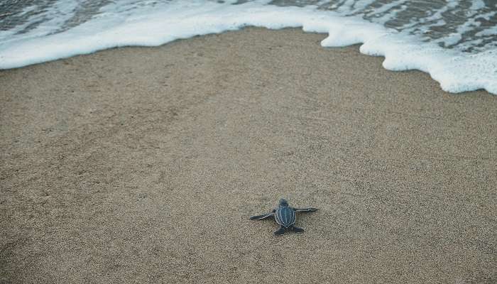 Selingan Turtle Island, C’est l'une des meilleurs îles de Malaisie