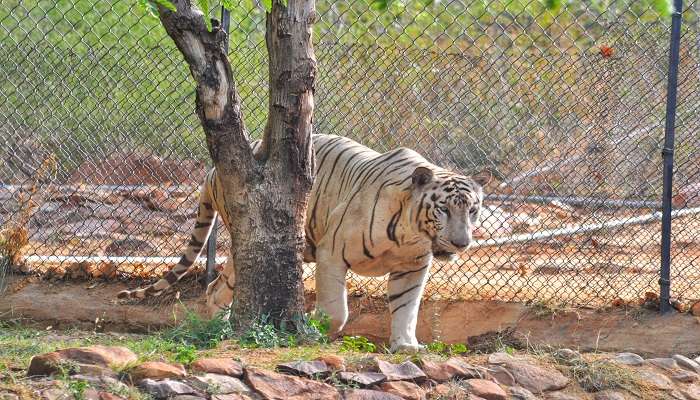 One of the best places near Tirupati within 100 km is the Tirupati Zoo