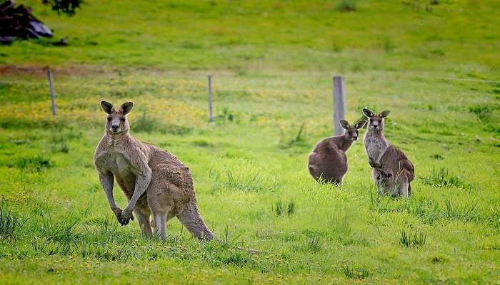 Learn about Australian wildlife in the Currumbin Wildlife Sanctuary