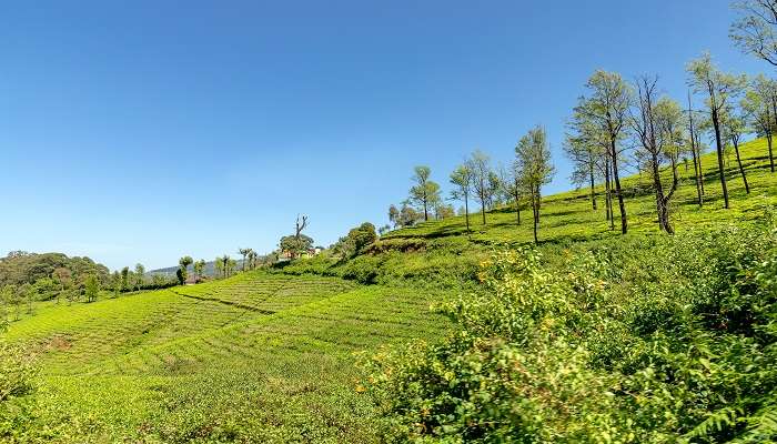 A spectacular view of Sultan Bathery