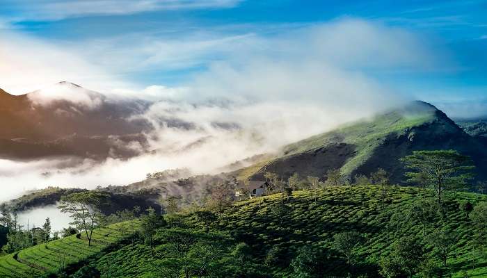 Tea garden covered in clouds in Vagamon 