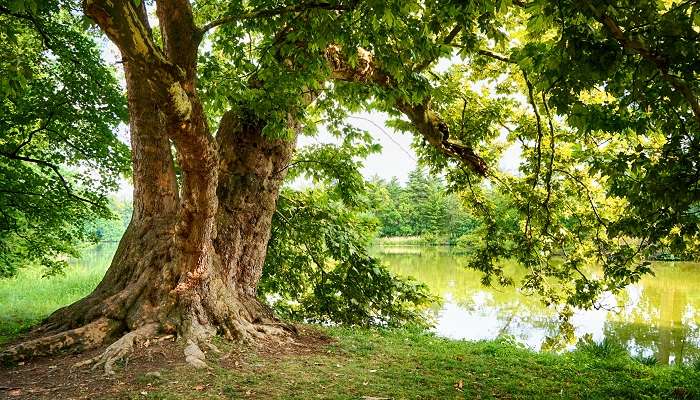 Trekking through the dense forests of oak is an experience of another level