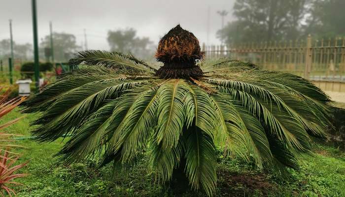 Mandalpatti Peak in Karnataka is a biodiverse haven that is home to a variety of species of plants and animals alike