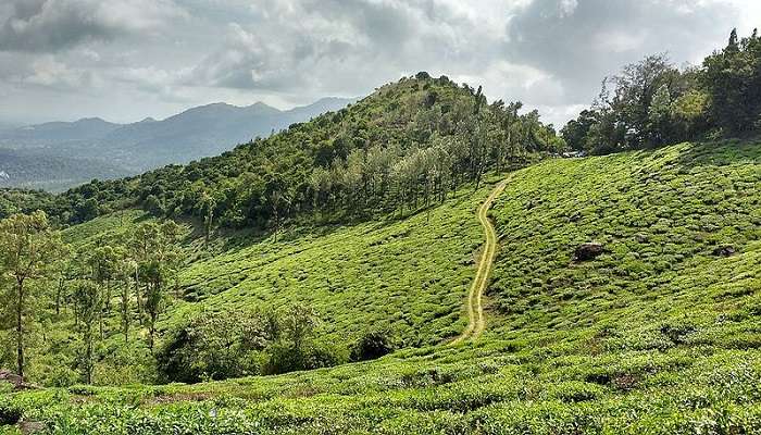Ideal for hikers, explore the cascading waterfalls like Chethalayam Falls or check out Kerela’s aromatic treasures