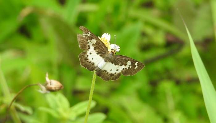 Yellow Breasted beautiful butterfly spotted in Ezhimala