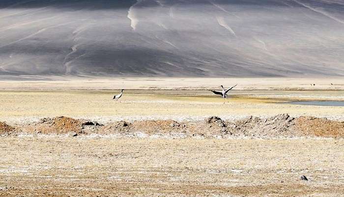 लद्दाखी चांगथांग पठार में स्थित, चांगथांग वन्यजीव अभयारण्य अपनी समृद्ध वनस्पतियों और जीवों के लिए जाना जाता है