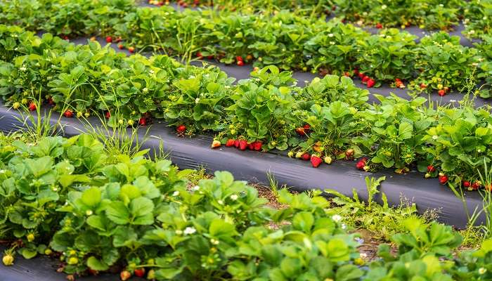 explorez les Champs de fraises