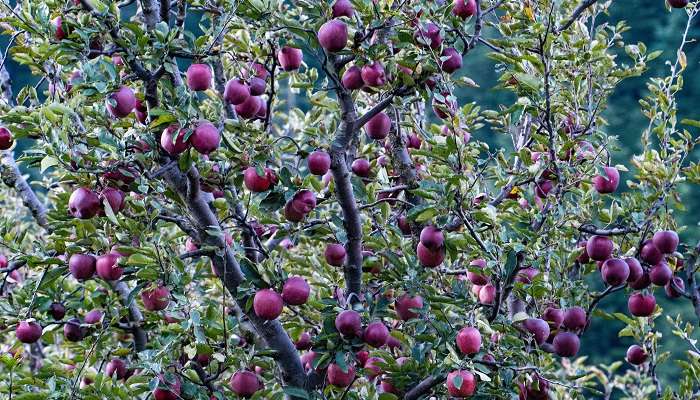 Cultivation of apples from the lush greenery at the Harsil.