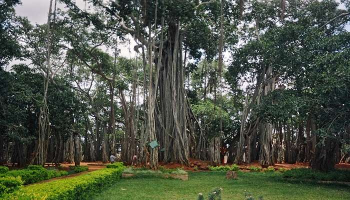  Experience Bangalore's living heritage at Dodda Alada Mara.