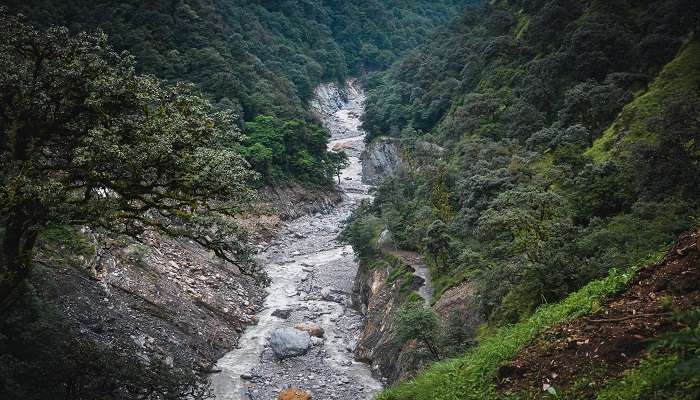 Lush Green Forest near River Mandakini, Kedarnath