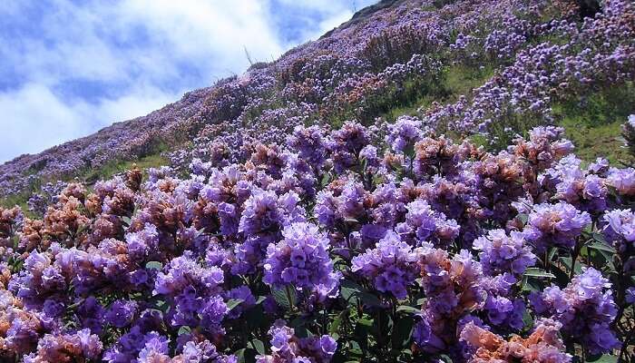 Capture vibrant flora and fauna at Eravikulam National Park, a popular attraction 