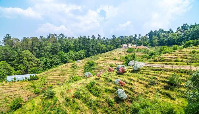See the Chaubatia Orchards in Almora at Ranikhet