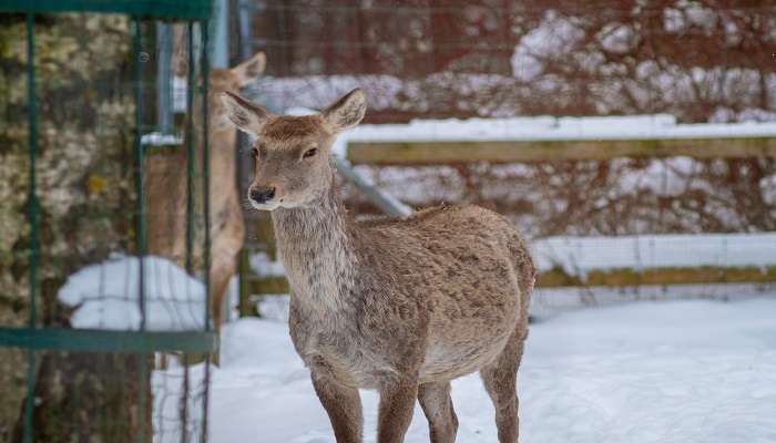 A Kashmir stag captured near the sanctuary