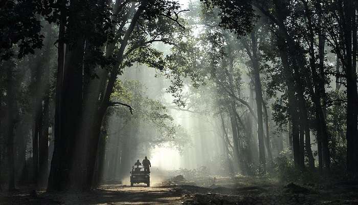 A scenic view of Jim Corbett national park near Jeolikot