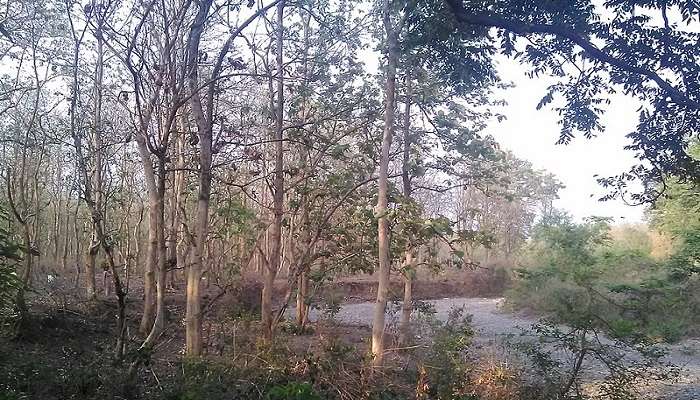 A forest view of Kaladhungi 