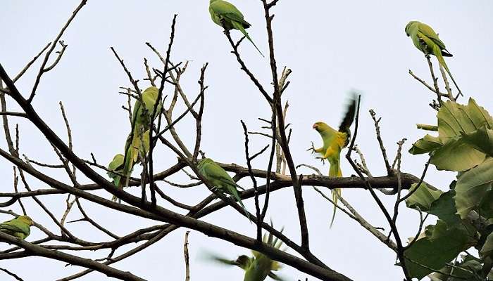 A surreal view of Kilbry bird Sanctuary In Jeolikot