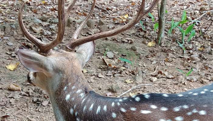 Deer spotted in Deer Park, Thenmala