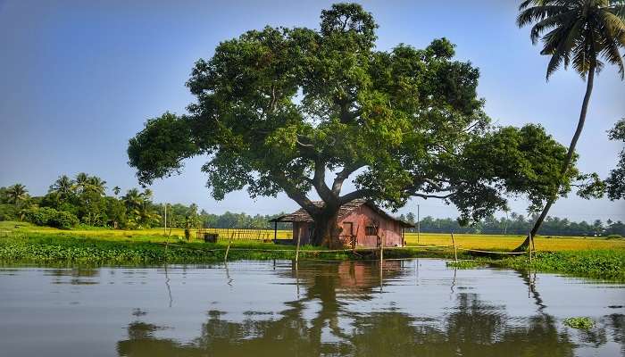 Duck Farming In Alleppey
