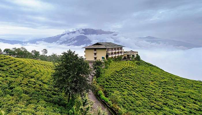 Tea Gardens in the hills