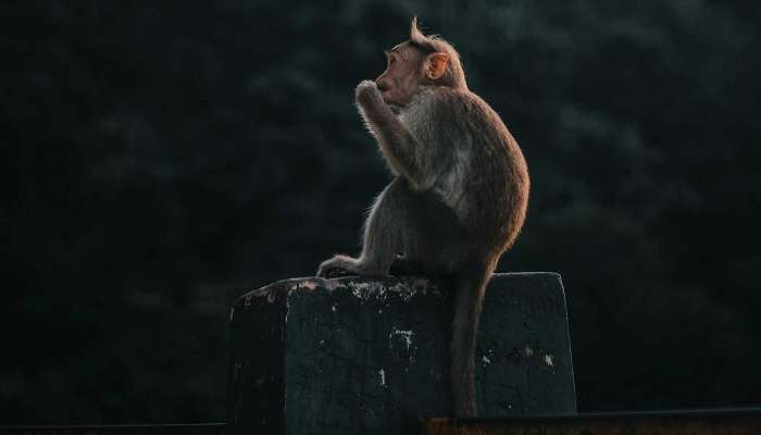 Views of Wayanad and best places to visit in Mananthavady