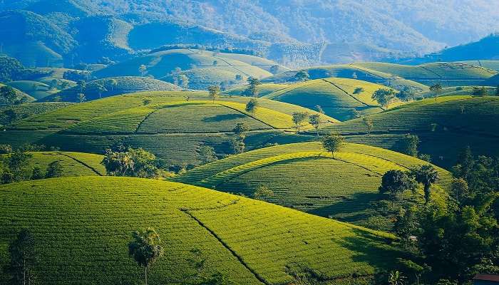 a beautiful tea gardens. 