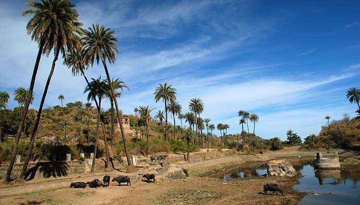 Ancient Achalgarh Fort amidst lush green surroundings.